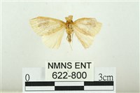 寬紋黃毒蛾藏品圖，第1張