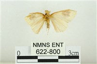 寬紋黃毒蛾藏品圖，第2張