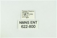 寬紋黃毒蛾藏品圖，第3張