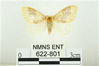 寬紋黃毒蛾藏品圖，第1張