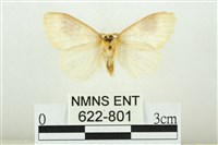 寬紋黃毒蛾藏品圖，第2張