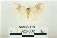 寬紋黃毒蛾藏品圖，第2張