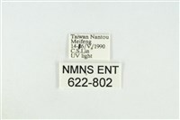 寬紋黃毒蛾藏品圖，第3張