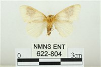 寬紋黃毒蛾藏品圖，第2張