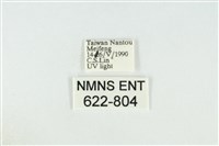 寬紋黃毒蛾藏品圖，第3張