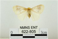 寬紋黃毒蛾藏品圖，第1張