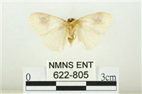 寬紋黃毒蛾藏品圖，第2張