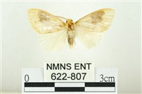 寬紋黃毒蛾藏品圖，第1張