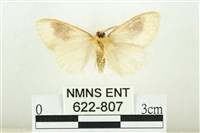 寬紋黃毒蛾藏品圖，第2張