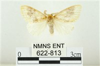 寬紋黃毒蛾藏品圖，第1張