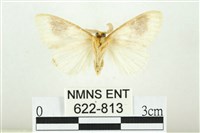 寬紋黃毒蛾藏品圖，第2張