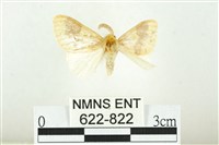 寬紋黃毒蛾藏品圖，第1張