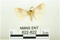 寬紋黃毒蛾藏品圖，第2張