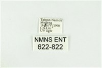 寬紋黃毒蛾藏品圖，第3張