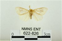 寬紋黃毒蛾藏品圖，第1張