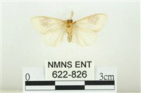 寬紋黃毒蛾藏品圖，第2張