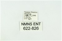 寬紋黃毒蛾藏品圖，第3張