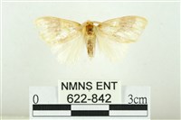 寬紋黃毒蛾藏品圖，第1張