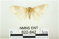 寬紋黃毒蛾藏品圖，第2張