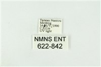 寬紋黃毒蛾藏品圖，第3張