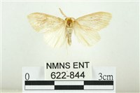 寬紋黃毒蛾藏品圖，第1張