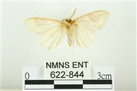 寬紋黃毒蛾藏品圖，第2張