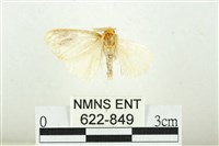 寬紋黃毒蛾藏品圖，第1張