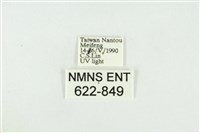 寬紋黃毒蛾藏品圖，第3張