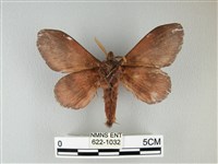 隱波紋枯葉蛾藏品圖，第2張