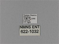 隱波紋枯葉蛾藏品圖，第3張