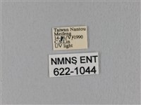 隱波紋枯葉蛾藏品圖，第3張