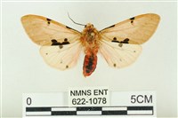 棍棒污燈蛾藏品圖，第1張