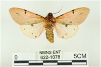 棍棒污燈蛾藏品圖，第2張