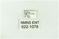 棍棒污燈蛾藏品圖，第3張