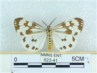 粉蝶燈蛾藏品圖，第1張