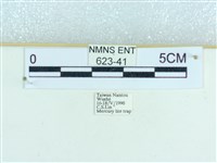 粉蝶燈蛾藏品圖，第3張