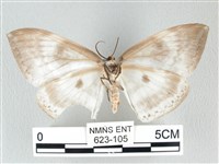 圓翅大鉤蛾藏品圖，第2張