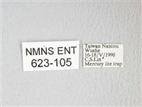 圓翅大鉤蛾藏品圖，第3張