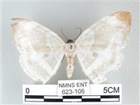 圓翅大鉤蛾藏品圖，第1張