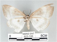 圓翅大鉤蛾藏品圖，第2張