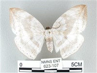 圓翅大鉤蛾藏品圖，第1張