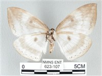 圓翅大鉤蛾藏品圖，第2張