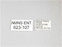 圓翅大鉤蛾藏品圖，第3張