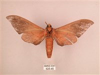 直翅六點天蛾藏品圖，第2張