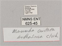 直翅六點天蛾藏品圖，第3張