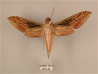 棕綠背線天蛾藏品圖，第2張