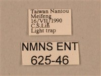 棕綠背線天蛾藏品圖，第3張