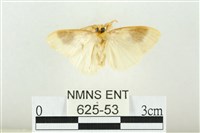 寬紋黃毒蛾藏品圖，第2張