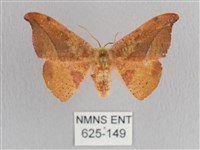 銀端帶鉤蛾藏品圖，第1張