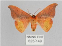 銀端帶鉤蛾藏品圖，第2張